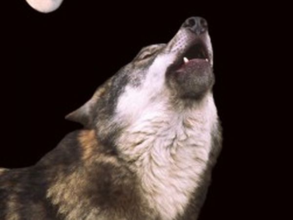 B&B il Rifugio nel parco - foto 2439.jpg