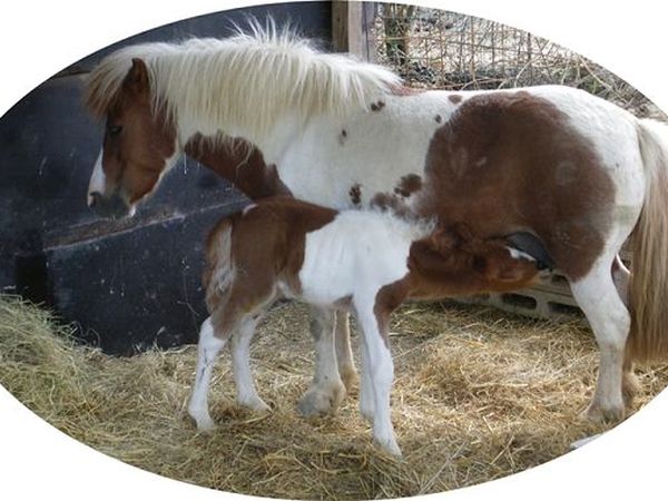 Az.Agr. Il Torrino - foto 9114.jpg