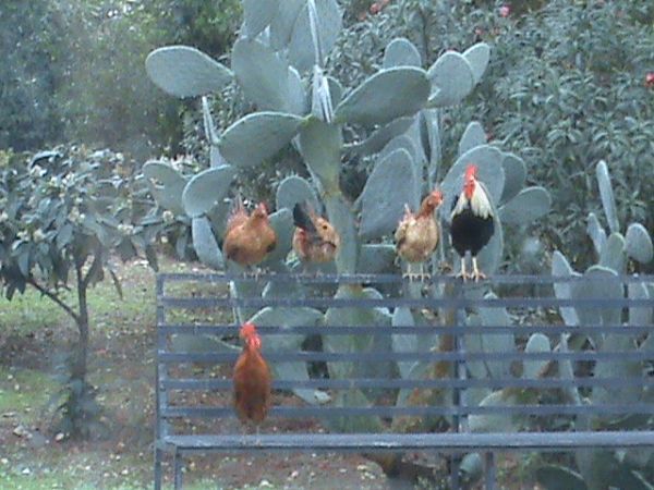 Bed & Breakfast IL GELSO NERO - foto 9840.jpg