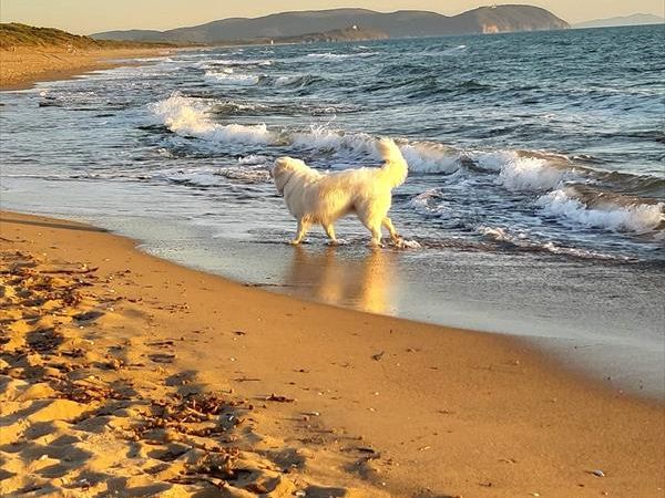 Agriturismo lOliveto