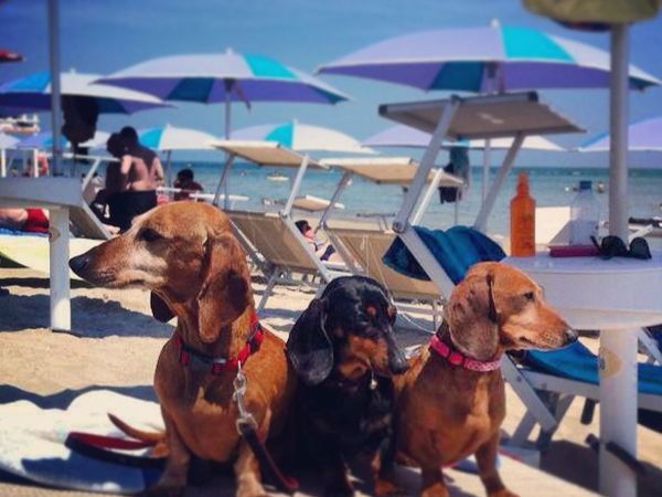 ISLAMORADA - Dog Beach 