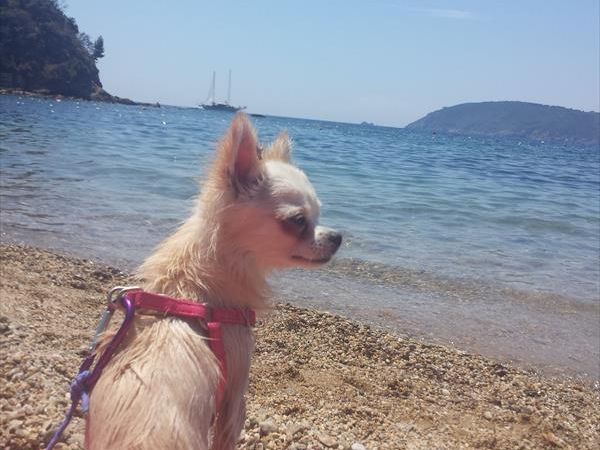 In Vacanza con Fido Appartamenti