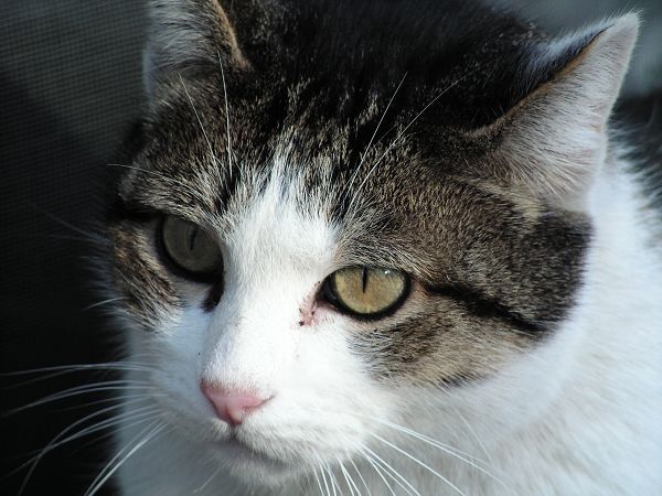 AGRITURISMO AI GUIET - foto 7712.jpg