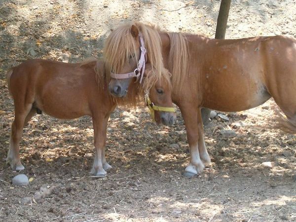 AGRITURISMO SANTANDREA - foto 7821.jpg