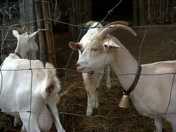 Ristorante Agriturismo IL PRATONE - foto 8026.jpg