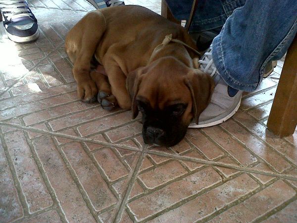 Ristorante Agriturismo IL PRATONE - foto 8029.jpg