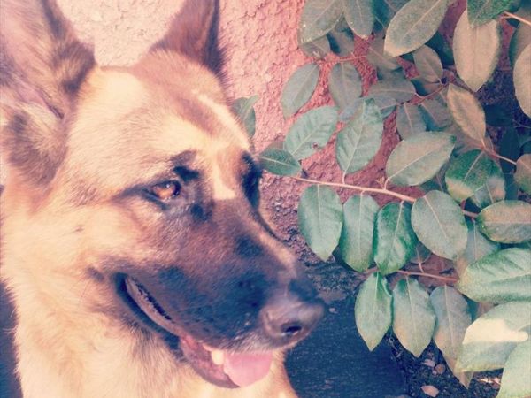 Ristorante San Vito - foto 8558.jpg