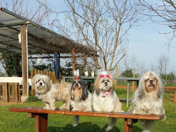 Ristorazione dell' Agriturismo il Podere - foto 8735.jpg