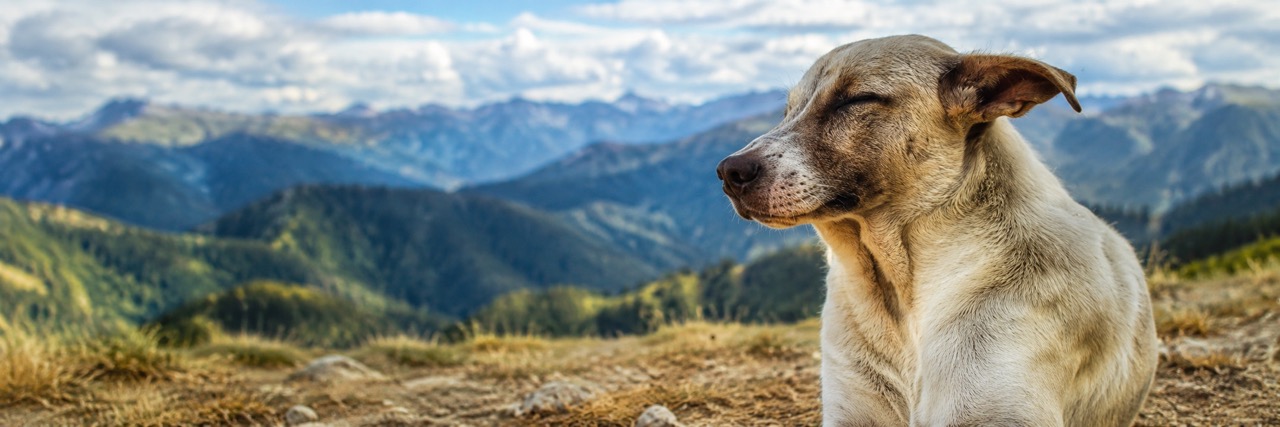 Cane in primo piano con dietro le montagne